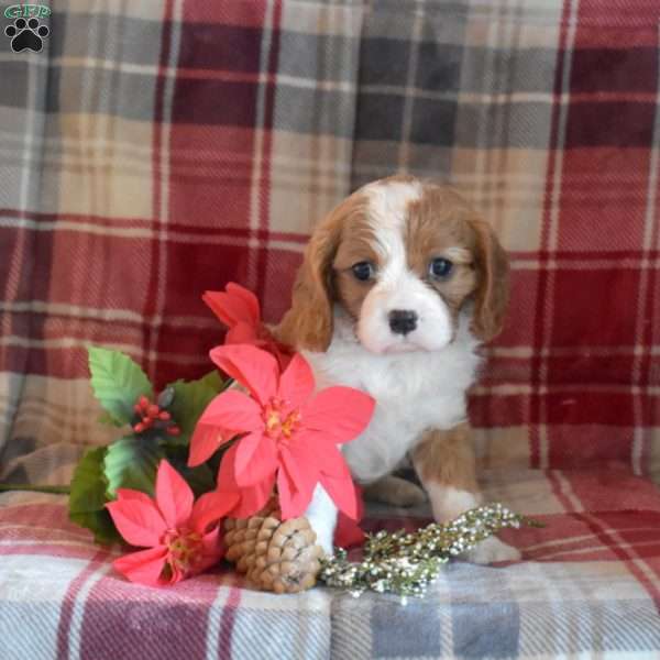 Charm, Cavalier King Charles Spaniel Puppy