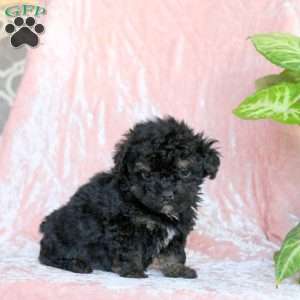 Charm, Toy Poodle Puppy