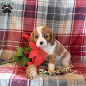 Charm, Cavalier King Charles Spaniel Puppy