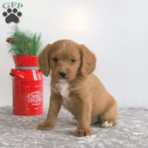 Charm, Miniature Poodle Mix Puppy