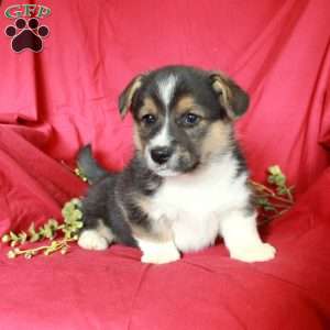 Charm, Pembroke Welsh Corgi Puppy
