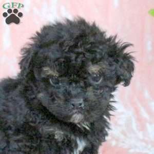 Charm, Toy Poodle Puppy