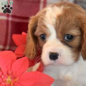 Charm, Cavalier King Charles Spaniel Puppy