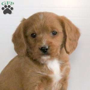 Charm, Miniature Poodle Mix Puppy