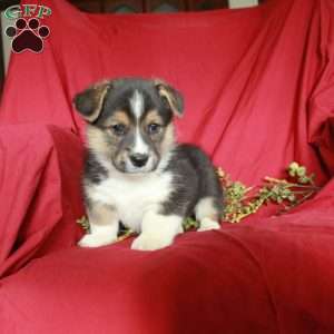 Charm, Pembroke Welsh Corgi Puppy
