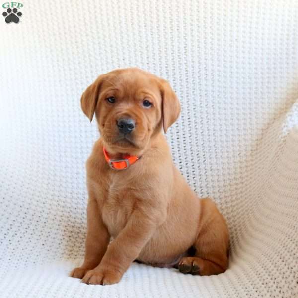 Chase, Fox Red Labrador Retriever Puppy