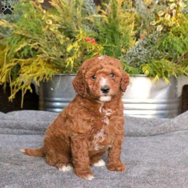 Chase, Mini Goldendoodle Puppy