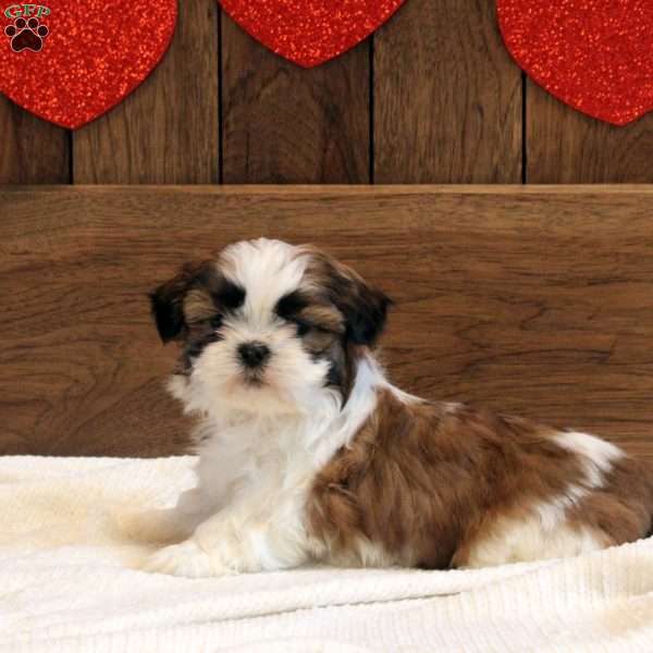 Chase, Shih Tzu Puppy