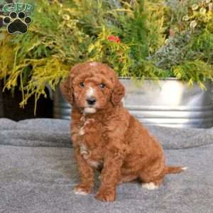 Chase, Mini Goldendoodle Puppy