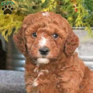Chase, Mini Goldendoodle Puppy