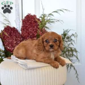 Cheddar, Cavapoo Puppy