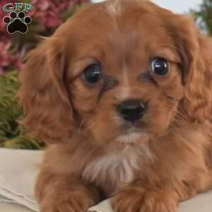 Cheddar, Cavapoo Puppy