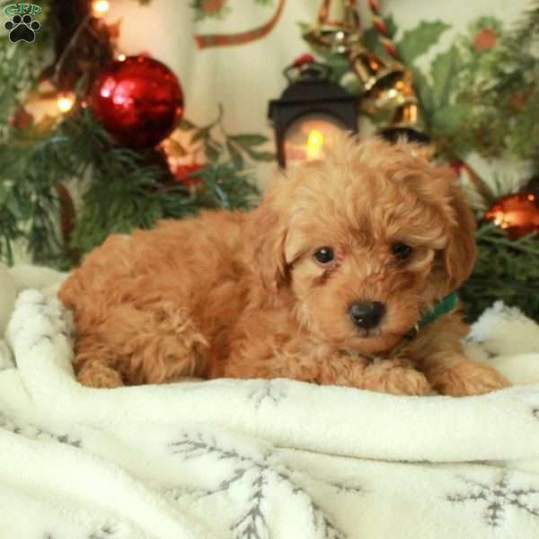 Cheer, Yorkie Poo Puppy