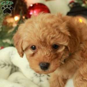 Cheer, Yorkie Poo Puppy