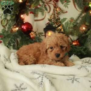 Cheer, Yorkie Poo Puppy