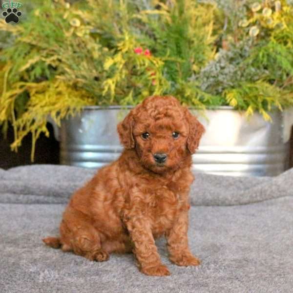 Chelsea, Mini Goldendoodle Puppy