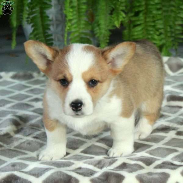 Chelsea, Pembroke Welsh Corgi Puppy