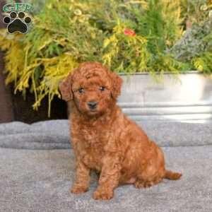 Chelsea, Mini Goldendoodle Puppy