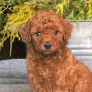 Chelsea, Mini Goldendoodle Puppy