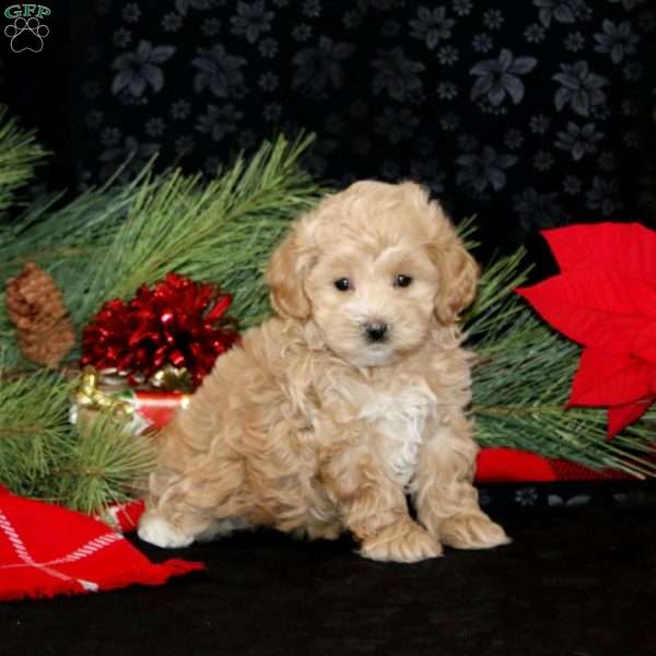 Cherise, Maltipoo Puppy