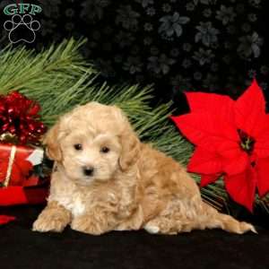 Cherise, Maltipoo Puppy