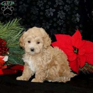 Cherise, Maltipoo Puppy