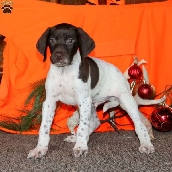 Cherokee, German Shorthaired Pointer Puppy