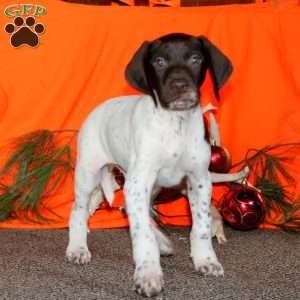 Cherokee, German Shorthaired Pointer Puppy
