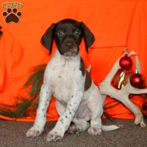 Cherokee, German Shorthaired Pointer Puppy
