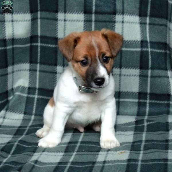 Chester, Jack Russell Terrier Puppy