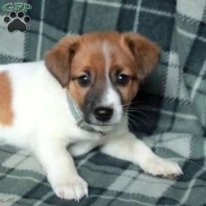 Chester, Jack Russell Terrier Puppy
