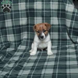 Chester, Jack Russell Terrier Puppy