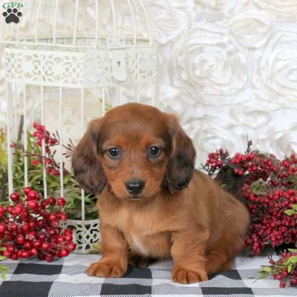 Chewie, Dachshund Puppy