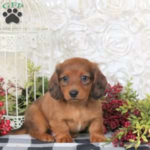 Chewie, Dachshund Puppy