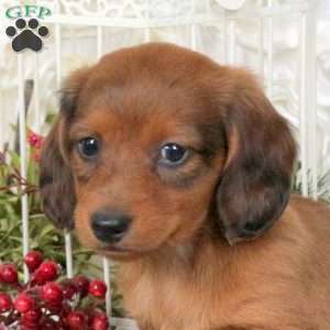 Chewie, Dachshund Puppy