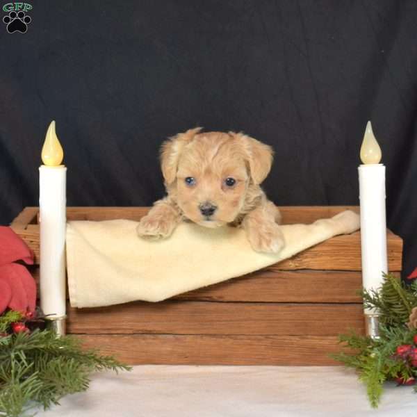 Chex, Maltipoo Puppy