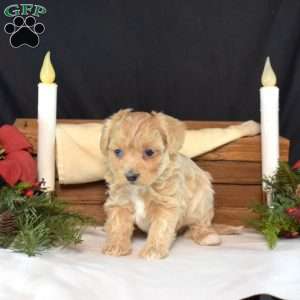 Chex, Maltipoo Puppy