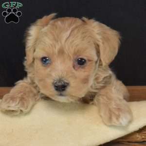 Chex, Maltipoo Puppy