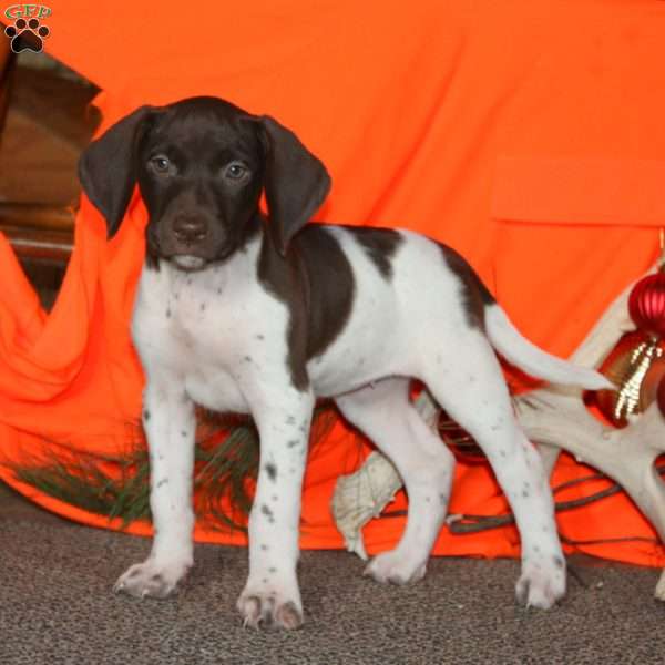 Cheyanne, German Shorthaired Pointer Puppy