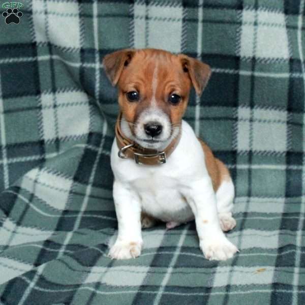Chief, Jack Russell Terrier Puppy