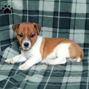 Chief, Jack Russell Terrier Puppy