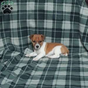 Chief, Jack Russell Terrier Puppy