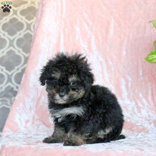 Chilly, Toy Poodle Puppy