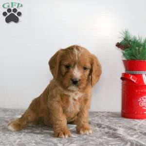 Chilly, Miniature Poodle Mix Puppy