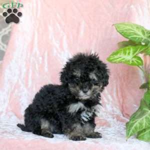 Chilly, Toy Poodle Puppy
