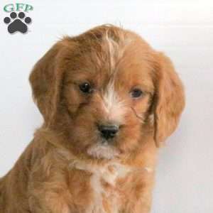 Chilly, Miniature Poodle Mix Puppy