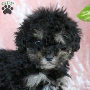 Chilly, Toy Poodle Puppy