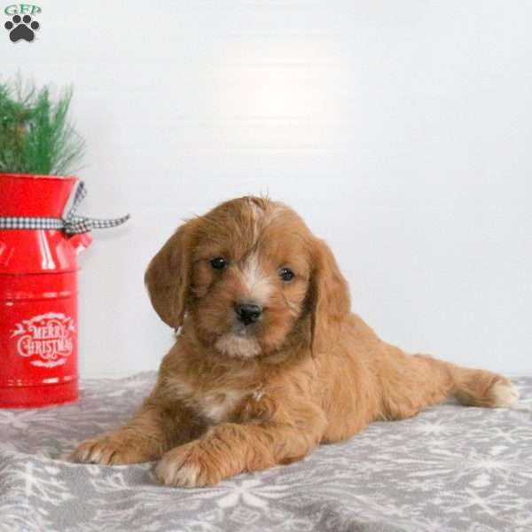 Chilly, Miniature Poodle Mix Puppy