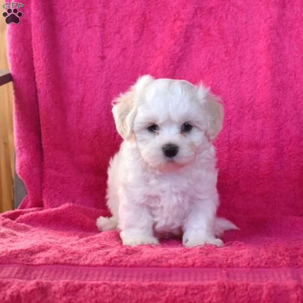 Chip, Teddy Bear Puppy