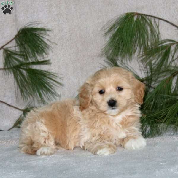 Chip, Maltipoo Puppy
